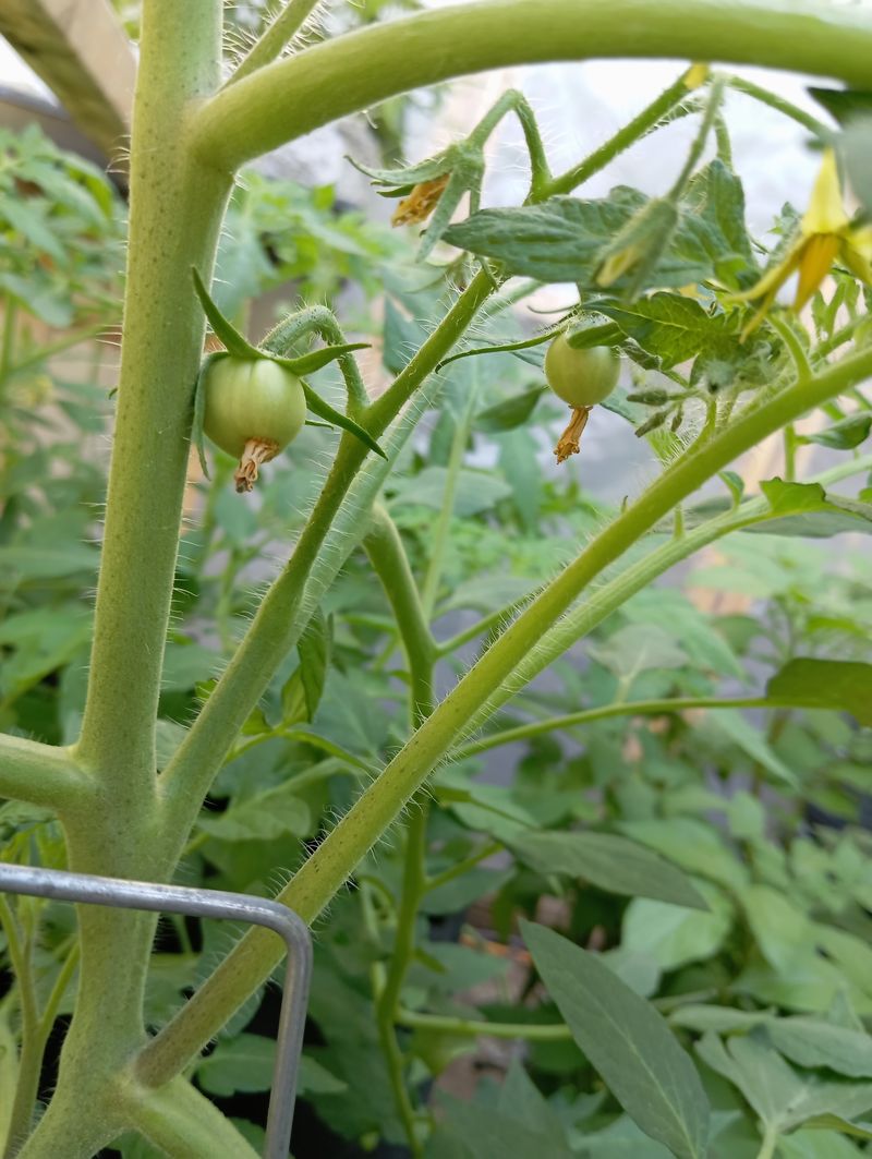 Solanum lycopersicum